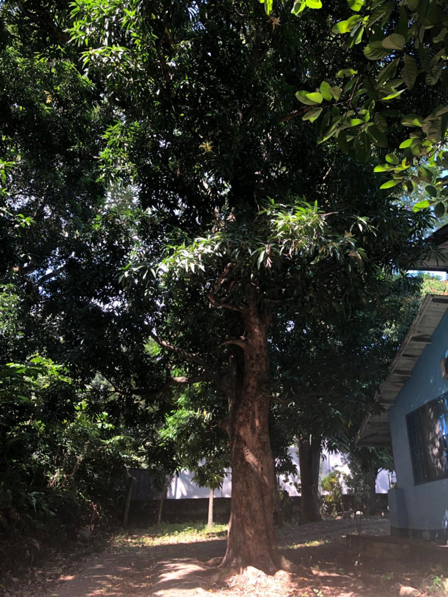 Hostal Juan Lindo San Pedro Sula Buitenkant foto